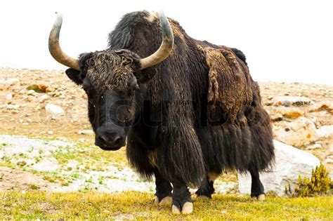 Close up wild yak in Himalaya mountains | Stock image | Colourbox