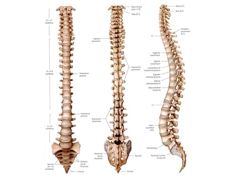How Many Bones Are In The Spine Examples And Forms
