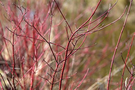 Red Twig Dogwood Plant Care And Growing Guide