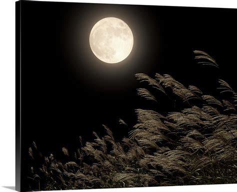 Maybe you would like to learn more about one of these? Japanese pampas grass under moon Wall Art, Canvas Prints ...