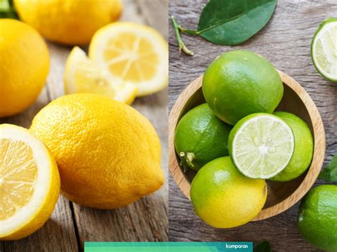 We did not find results for: Panduan Berkebun Jeruk Lemon Untuk Pemula - Pemulaberkebun.Com