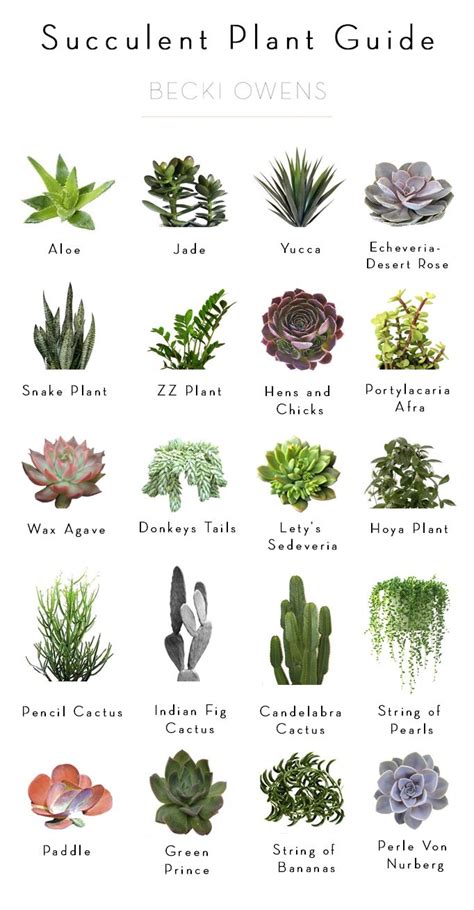 Cactus And Succulents Names