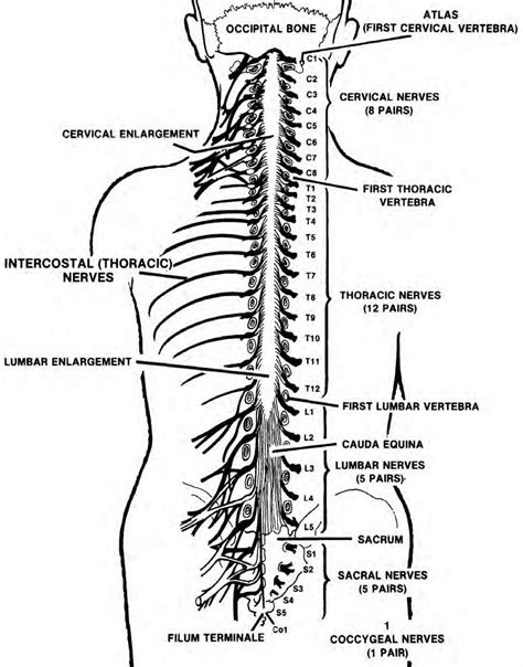 Spinal Cord Nervous System Facts My Xxx Hot Girl