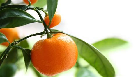 There are 285 orange julia for sale on etsy, and they cost us$ 34.42 on average. ᐅ Wissenswertes rund um die Orange