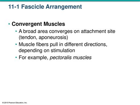 © 2015 Pearson Education Inc Ppt Download