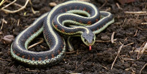 What Is A Garter Snake Look Like Snake Poin