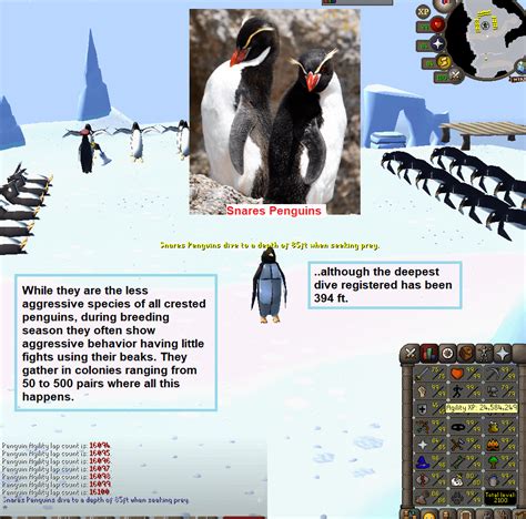 100 Laps With Penguin Facts Daily Until Agility Pet Day 146 R2007scape