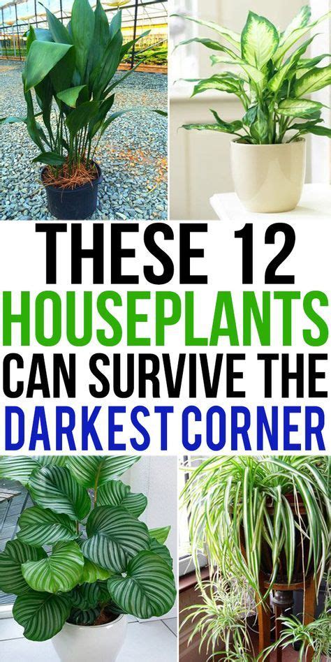 This is a plant that does not require a lot of light, but it does like humidity, which is why it grows best outdoors in zones 10 through 12. Pin on Indoor plants low light