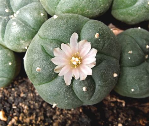 Debido a las condiciones extremas en las que han. Peyote: información básica | Psycheplants | ICEERS