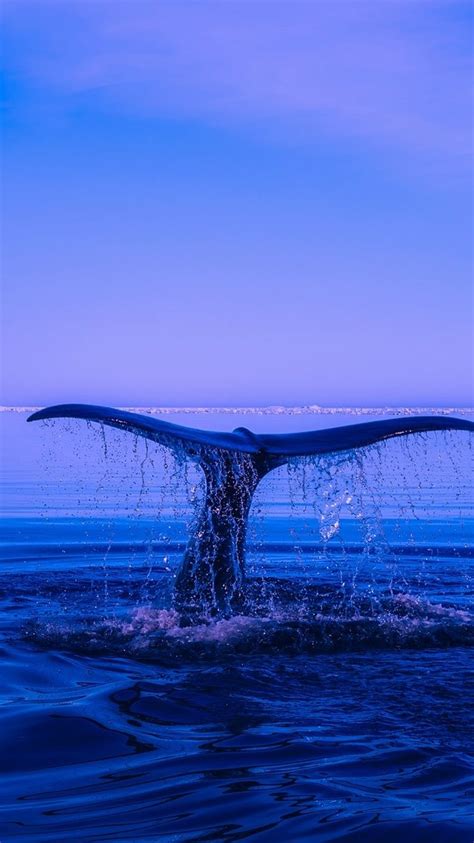 Aesthetic Whale Wallpapers Wallpaper Cave