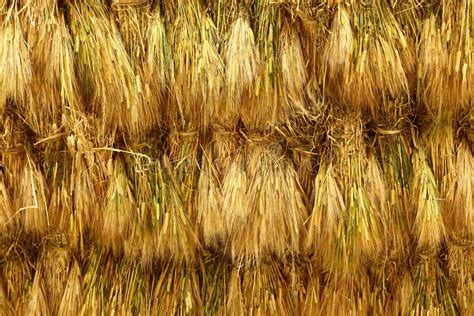 Straw Texture Stock Photo Image Of Natural Scenerary 54286700