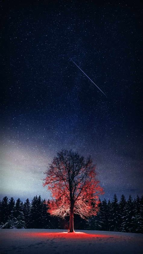 Night Tree Starry Sky Iphone Wallpapers Iphone Wallpapers