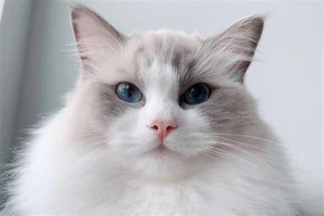 Food, water and bedding are provided. 5 Best Cats for Apartment Living - Sitter For Your Critter