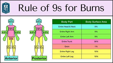 Rule Of Nine Burn Chart Burn Percentage In Adults Rule Of Nines Chart