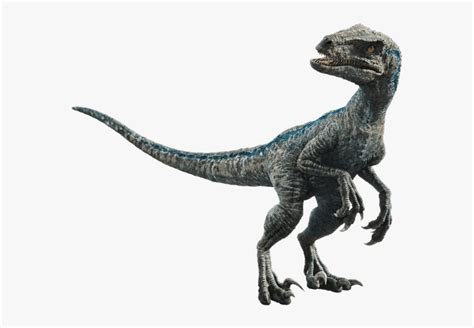 Jurassic Park Wiki Velociraptor Blue Hd Png Download Kindpng