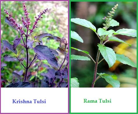 Holy Basil Combo Pack Ocimum Sanctum Krishna Tulsi Or Purple Etsy