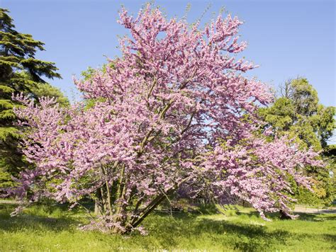 15 Different Types Of Redbud Trees All Varieties Plantsnap
