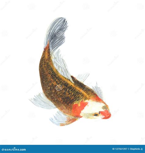 Koi Fish Hand Drawn Sketch And Watercolor Illustrations Watercolor