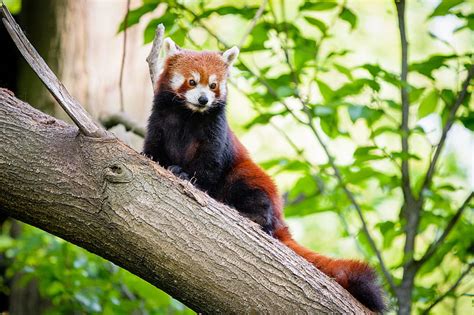 Red Panda Panda Cute Tree Hd Wallpaper Peakpx