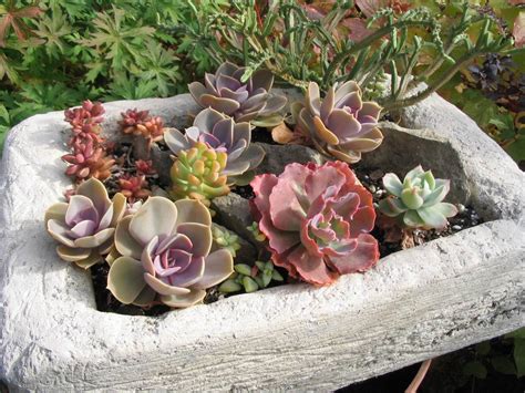 We garden in a very windy spot. Succulents in Cold Climates-Yes, You Can! - FineGardening