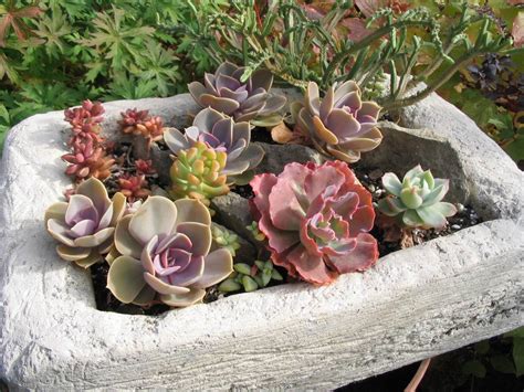 What cacti are cold hardy? Succulents in Cold Climates-Yes, You Can! - FineGardening