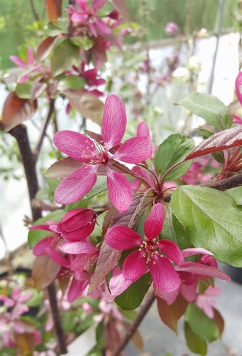 As a result of the fruits underdevelopment and size, many crabapples have a slightly sour taste. Profusion - Crab Apple Tree £17.00 - Pollinator Apples ...