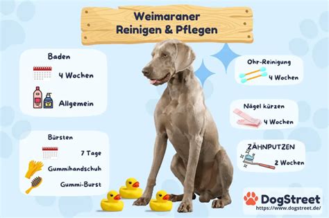 Weimaraner A Pet Parent Guide Alles In Einem Info And Beratung