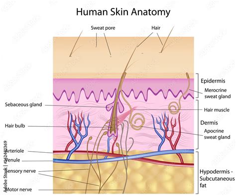 Human Skin Anatomy Labeled Stock Illustration Adobe Stock