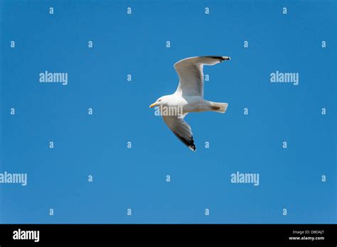 Herring Gull Flying In A Blue Sky Stock Photo Alamy