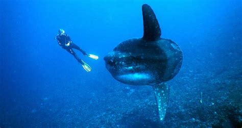 Dive With Mola Ramsayi Siren Diving Lembongan Bali