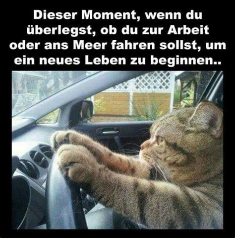 Lustige bilder, sprüche, witze, echt download der rausch des alters! Best 482 lustige Tiere images on Pinterest | Sprüche und ...