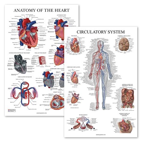 Buy Palace Learning 2 Pack Circulatory System And Heart Anatomy S Set