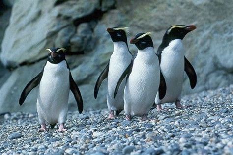 See more ideas about penguins, pet birds, penguin love. Fiordland crested penguin | Penguins, Crested penguin ...