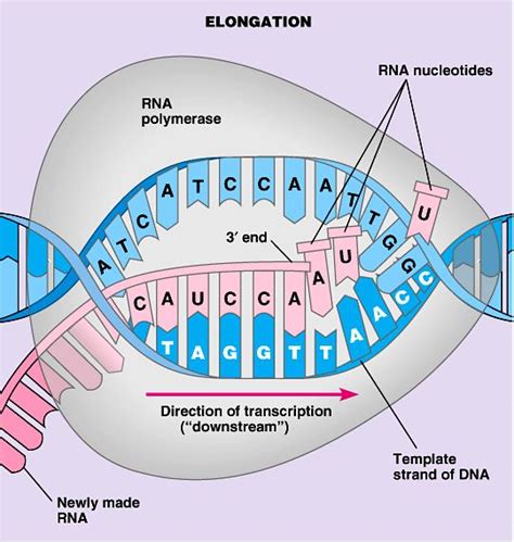 So, dna contains the instructions for making a protein. New Post has been published on Protein Synthesis | Biology ...
