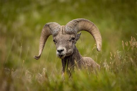 Big Horn Sheep Side View Looking Left Stock Photo Image Of Line