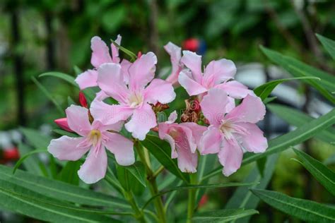 Sweet Oleander Rose Bay Nerium Indicum Mill Name Pink Flower Blooming