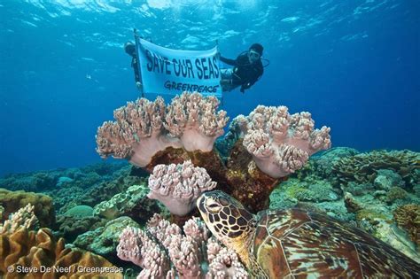 A Visionary Deal To Protect Ocean Life Greenpeace Usa