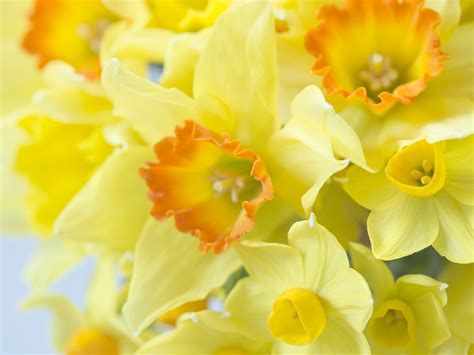 Wallpaper Some Yellow Daffodils Flowers Close Up Petals 5120x2880 Uhd