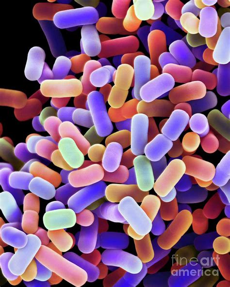 Lactobacillus Plantarum Bacteria Photograph By Dennis Kunkel Microscopy