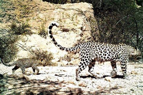 The arabian leopard can be found in rugged mountains, where there is a nearby permanent water source. Rare Arabian leopards forced out by frankincense ...