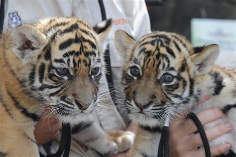 Meet The Adorable Twin Tiger Cubs That Now Call Australia Home