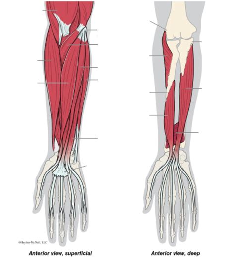 Muscles Of Anterior Antebrachium Diagram Quizlet