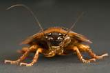 Photos of A Cockroach