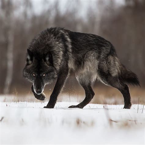 Majestic Black Wolf In The Snow Staring Down The Camera Rnatureismetal