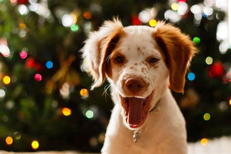 Here is a list of the best christmas gifts for dogs that they will not only love but that will also improve their physical or mental health. The 13 Best Christmas Gifts for Your Dog in 2021