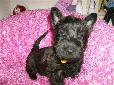 These pups were first documented in scotland over 300 years ago. Scottish Terrier puppies for sale