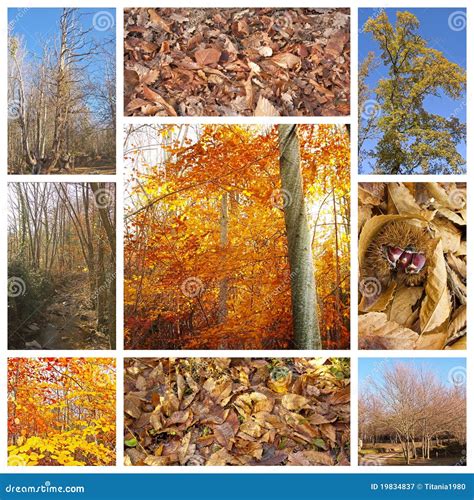 Autumn Collage Stock Image Image Of Leaves Arrangement 19834837