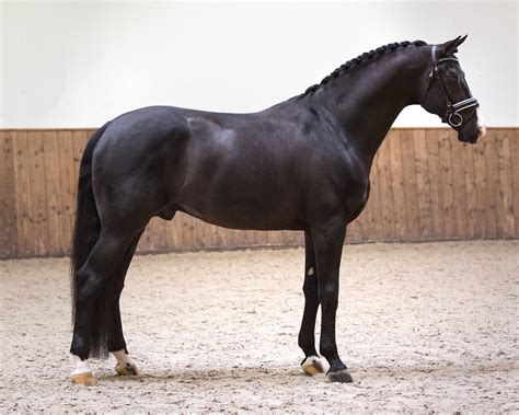 The friesian horse today is used both in harness and under saddle, particularly in the discipline of dressage. Everdale - KWPN-NA