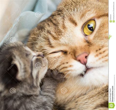 Little Kitten With Shocked Mother Cat Royalty Free Stock