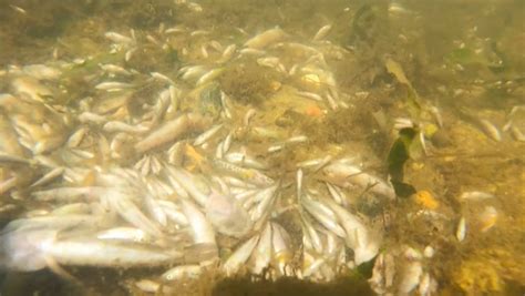 El Mar Menor se asfixia así se forjó la catástrofe ambiental en España